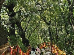-少华山国家森林公园