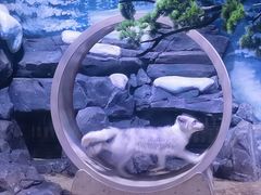 -上海海昌海洋公园
