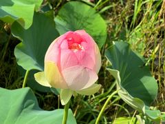-荷塘月色湿地公园·向阳花洲