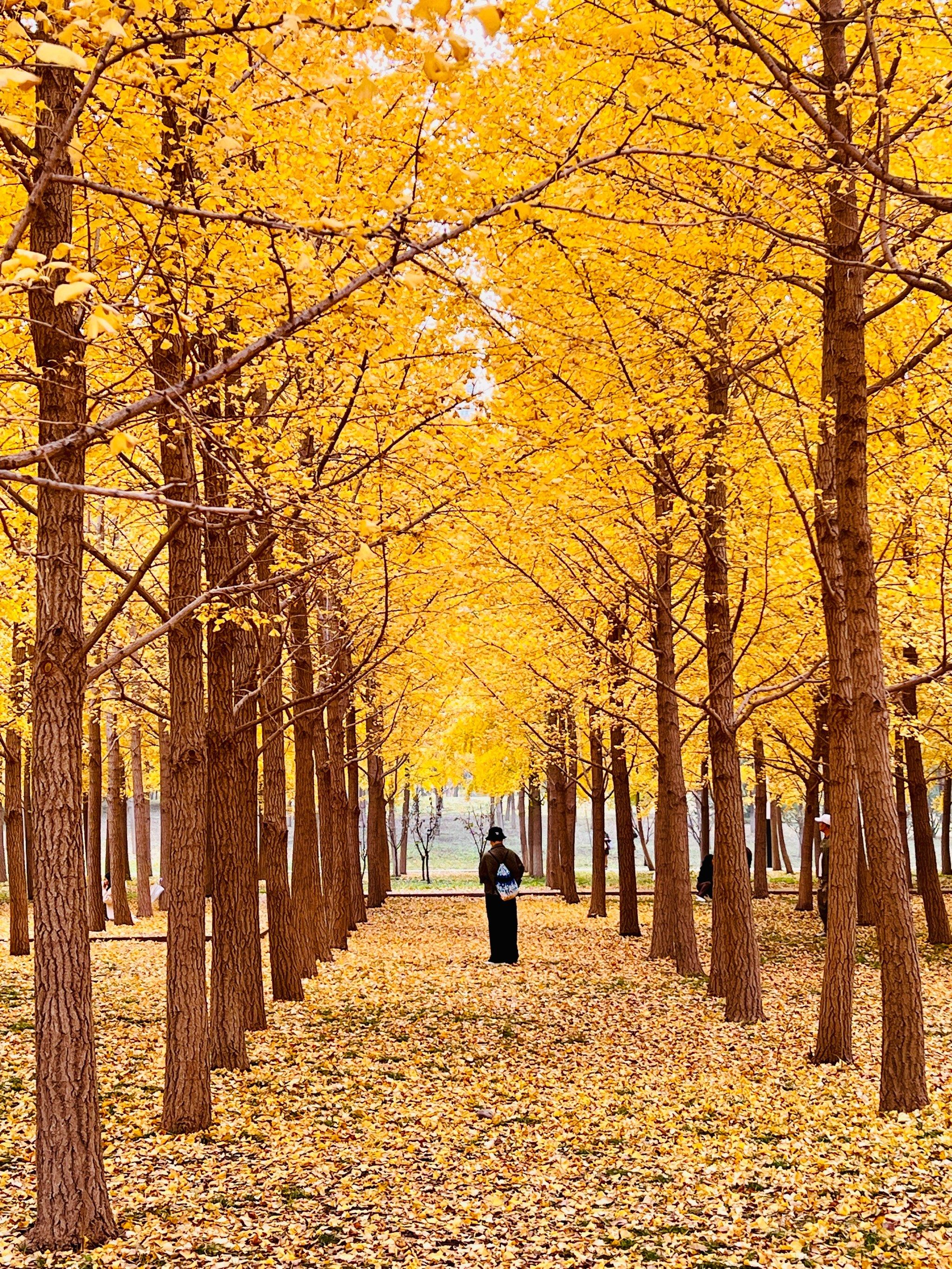 31日实拍!平房公园银杏林景美人少