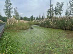 -白鹭湾湿地公园