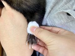 -爱侣宠医·鹦鹉专科·小型哺乳类·异宠专科(灵石路店)