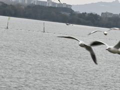-蠡湖大桥公园