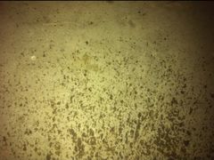 龙虾-老谢龙虾(芜湖路店)