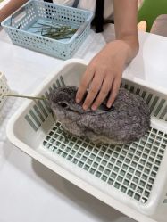 -Moni星球萌宠·小马宝莉·灵蛇·高端高阶全萌宠互动体验俱乐部(红豆国际广场店)