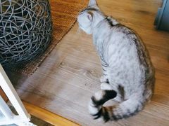 -房东的猫宠物生活馆