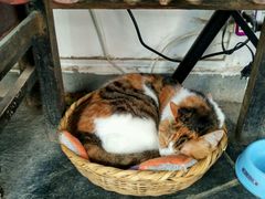 -Anne猫窝咖啡屋