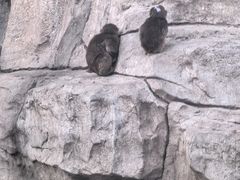 -大青山野生动物园