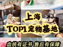 -翊宠yipet猫狗购宠庄园犬舍•猫舍