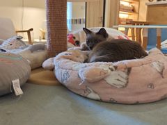 -滚猫咖啡·猫咖·猫友好撸猫(未来城店)