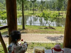 -合肥滨湖国家森林公园