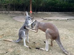 -泉州海丝野生动物世界
