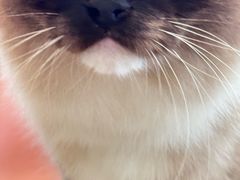 -Let's go狗咖·猫咖·奶狗·桌游(春熙路IFS店)