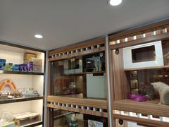 -钦宠·猫咪售卖·洗护·寄养(东圃旗舰店)