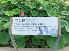 -白洋淀景区