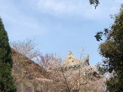 -武汉大学-樱园