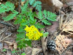 -帽儿山国家森林公园