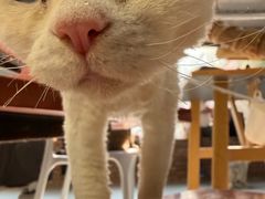 -豆逗聊愈猫阁Easy Life