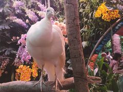 -正佳雨林生态植物园