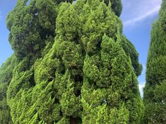 -盐城丹顶鹤湿地生态旅游区