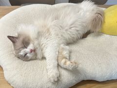 -有喵·猫咖·狗咖·30几只猫10只小狗(岗厦店)