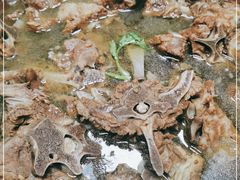 -老诚一锅羊蝎子(垡头店)