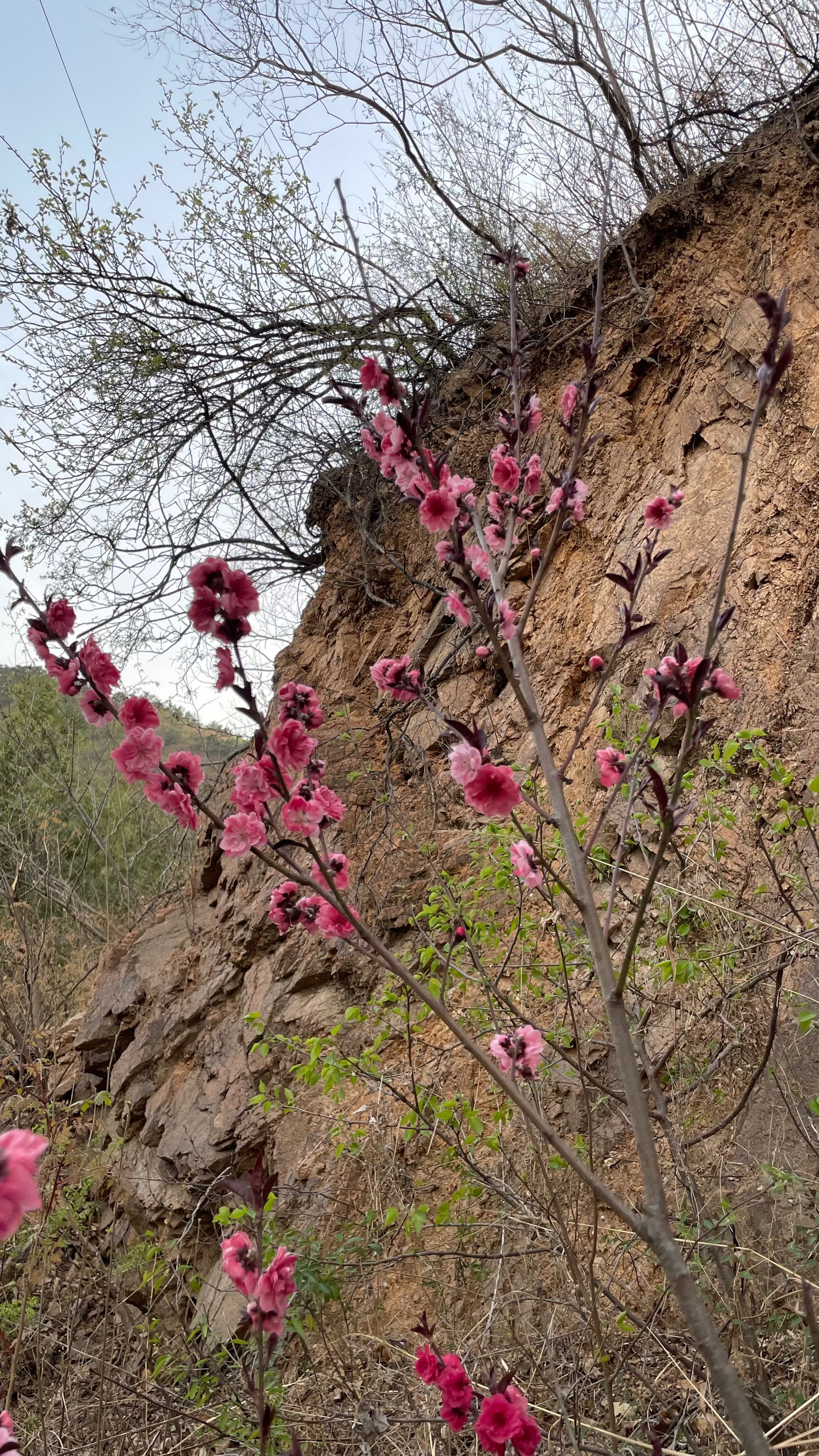 黄花水长城花期图片