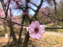 -杭州植物园