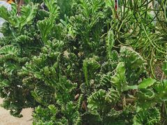 -南山植物园
