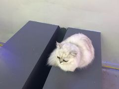 -极木²邸 人与宠物·互动社区