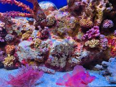 -暹罗海洋世界