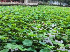 -荔湾湖公园