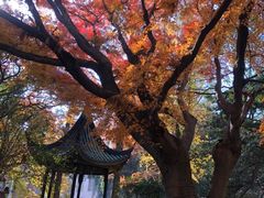 -苏州大学(天赐庄校区)