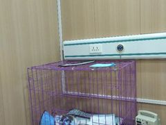 -米苏动物医院·犬猫专科·骨科外科内窥镜