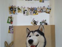 -Husky Go! 哈士奇体验馆·宠物咖啡厅狗咖