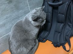 -美联众合宠物医院·爱萌分院·内外科·猫科中心