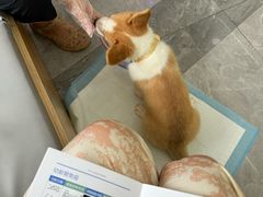 -pd派德宠物中心医院24H急重症·眼科中心·血液透析中心(嵩山北路店)