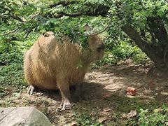 -上海野生动物园