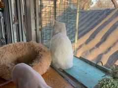 -猫小院猫主题咖啡厅(北锣店)