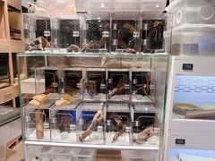 -酷以爬仙阁实体爬宠店·守宫·蜥蜴·专业繁育