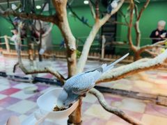 -上海大自然野生昆虫馆(东方明珠·爬宠昆虫探索中心)