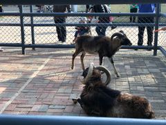 -长白岛森林公园