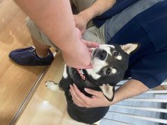 -是阿柴呀！柴犬咖啡·爱喵喵猫咖