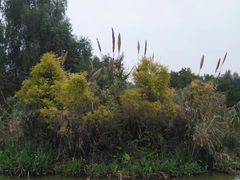 -大湾区中央湿地公园