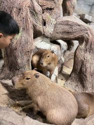 点击看大图 -Zoolung Zoolung动物主题公园(海信广场店)