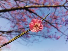 -顾村公园