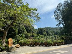 -深圳仙湖植物园