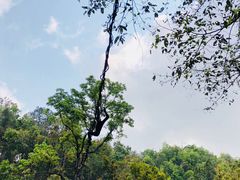 -西双版纳原始森林公园