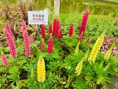 -上海鲜花港