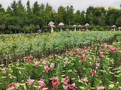 -荷兰花海